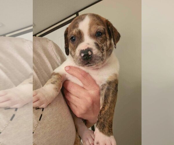 Medium Photo #2 Catahoula Leopard Dog-Unknown Mix Puppy For Sale in Brewster, NY, USA