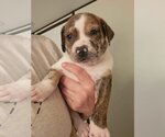 Small Photo #2 Catahoula Leopard Dog-Unknown Mix Puppy For Sale in Brewster, NY, USA