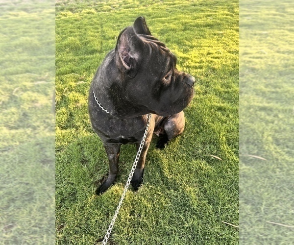 Full screen Photo #10 Cane Corso Puppy For Sale in HOLTVILLE, CA, USA