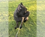 Small Photo #10 Cane Corso Puppy For Sale in HOLTVILLE, CA, USA
