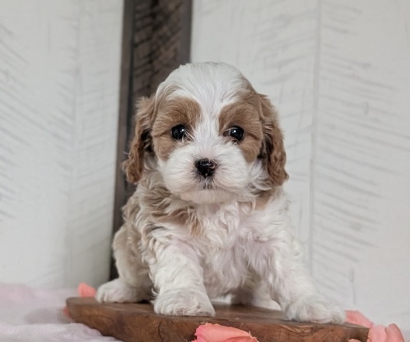 Medium Photo #34 Cavapoo (Miniature) Puppy For Sale in GOSHEN, IN, USA