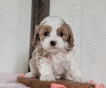 Small Photo #34 Cavapoo (Miniature) Puppy For Sale in GOSHEN, IN, USA