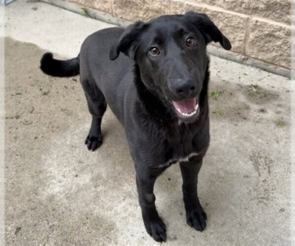 Medium Photo #1 German Shepherd Dog-Unknown Mix Puppy For Sale in Aurora, IL, USA