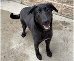 Small German Shepherd Dog Mix