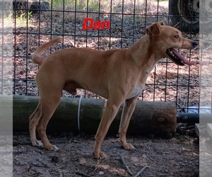 - Mix Dogs for adoption in Farmerville, LA, USA