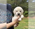 Small #3 Labrador Retriever