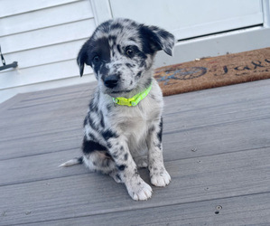 Labrador Retriever-Miniature Australian Shepherd Mix Puppy for sale in NOVI, MI, USA