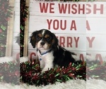 Small #1 Cavalier King Charles Spaniel