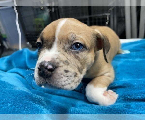 Medium Photo #138 American Bully Puppy For Sale in REESEVILLE, WI, USA