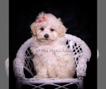 Small Photo #100 Maltipoo (Miniature) Puppy For Sale in WARSAW, IN, USA