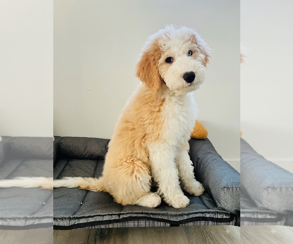 Medium Photo #2 Golden Retriever-Sheepadoodle Mix Puppy For Sale in LA MESA, CA, USA