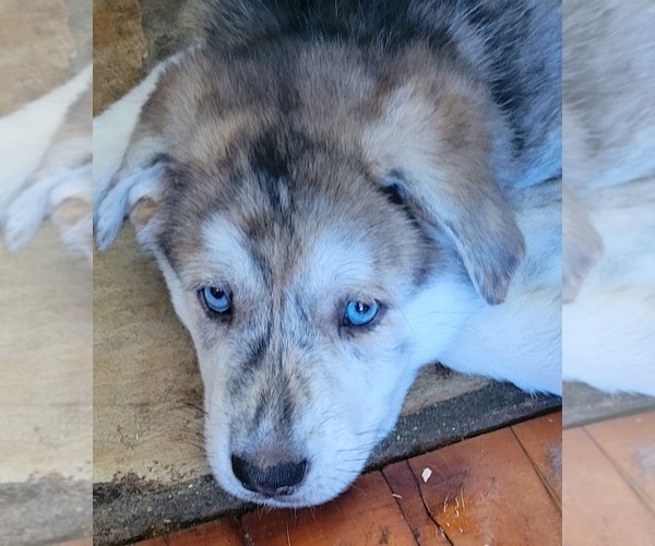 Medium Photo #5 German Shepherd Dog-Goberian Mix Puppy For Sale in UXBRIDGE, MA, USA