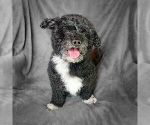 Poodle (Toy)-Unknown Mix Dogs for adoption in Albuquerque, NM, USA