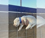 Puppy Blue Great Pyrenees