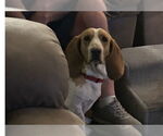 Small #1 Basset Hound