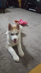 Siberian Husky Puppy for sale in CENTERVILLE, NC, USA