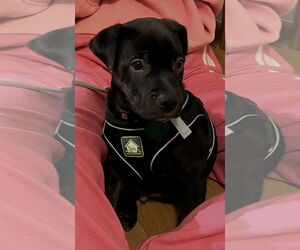 Labrador Retriever-Unknown Mix Dogs for adoption in Clarkston, MI, USA