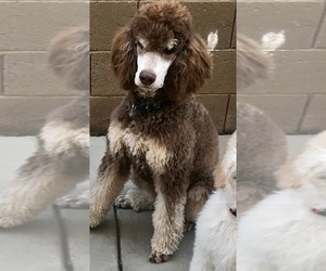 Father of the Labradoodle-Poodle (Standard) Mix puppies born on 09/29/2019