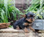 Puppy Shelby Yorkshire Terrier