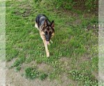 Small Photo #14 German Shepherd Dog Puppy For Sale in BRIDGEWATER, NH, USA