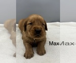 Small #5 Golden Retriever