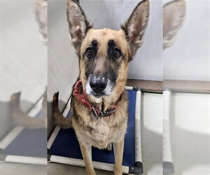 German Shepherd Dog Dogs for adoption in Bakersfield, CA, USA