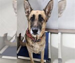 *SABRINA - Female German Shepherd Dog Dog for Adoption - Small photo