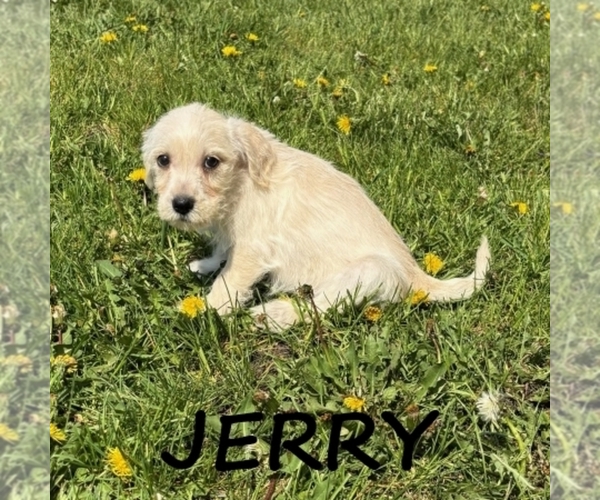 Medium Photo #2 Schnoodle (Miniature) Puppy For Sale in HARTLAND, MN, USA