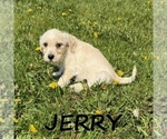 Small #1 Schnoodle (Miniature)