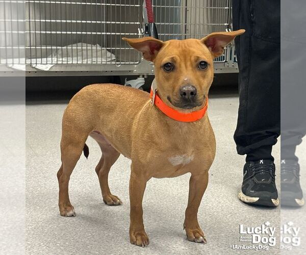 Medium Photo #2 Dachshund-Golden Retriever Mix Puppy For Sale in Washington, DC, USA