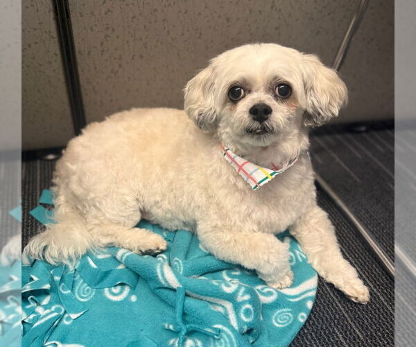 Medium Photo #6 Maltese-Unknown Mix Puppy For Sale in Fairfax, VA, USA