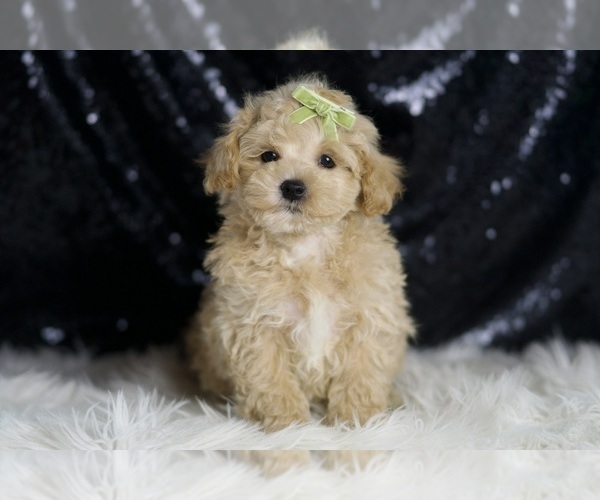 Medium Photo #2 Maltipoo Puppy For Sale in WARSAW, IN, USA