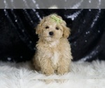 Small #1 Maltipoo