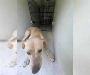 Labrador Retriever-Unknown Mix Dogs for adoption in Houston, TX, USA
