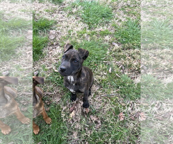 Medium Photo #3 Labrador Retriever-Unknown Mix Puppy For Sale in Ball Ground, GA, USA