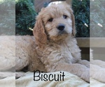 Small Photo #1 Goldendoodle Puppy For Sale in CAPON BRIDGE, WV, USA