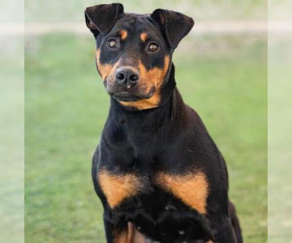 Medium Photo #2 Doberman Pinscher Puppy For Sale in Camarillo, CA, USA