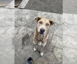 Small #1 Great Dane-Huskies  Mix