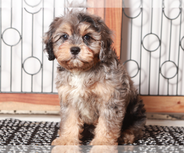 Medium Photo #3 Cavapoo Puppy For Sale in NAPLES, FL, USA