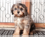 Small #2 Cavapoo