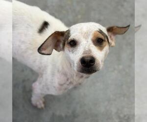 Colonial Cocker Spaniel-Unknown Mix Dogs for adoption in San Diego, CA, USA