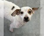 Chalk - Female Colonial Cocker Spaniel-Unknown Mix Dog for Adoption - Small photo