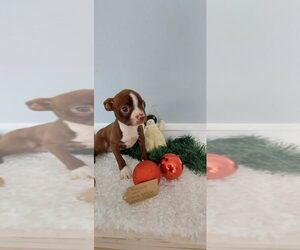 Boston Terrier Puppy for sale in GAFFNEY, SC, USA