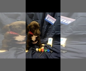 Great Dane Puppy for sale in BELFAIR, WA, USA