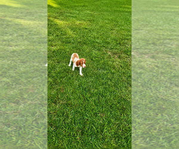 Medium Photo #8 Brittany Puppy For Sale in ORRUM, NC, USA