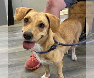 Labbe Dogs for adoption in Minneapolis, MN, USA