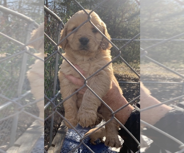 Medium Photo #10 Golden Retriever Puppy For Sale in HARRISBURG, IL, USA