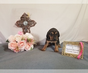 Bloodhound Puppy for sale in KENBRIDGE, VA, USA