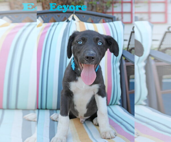 Medium Photo #5 Collie-Labrador Retriever Mix Puppy For Sale in Wakefield, RI, USA