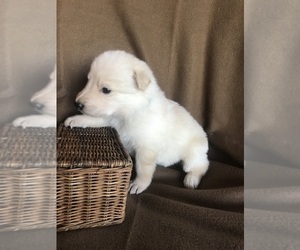 German Shepherd Dog Puppy for sale in HUDSON, WI, USA